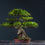 Miniatura: Ficus Var. Tigerbark