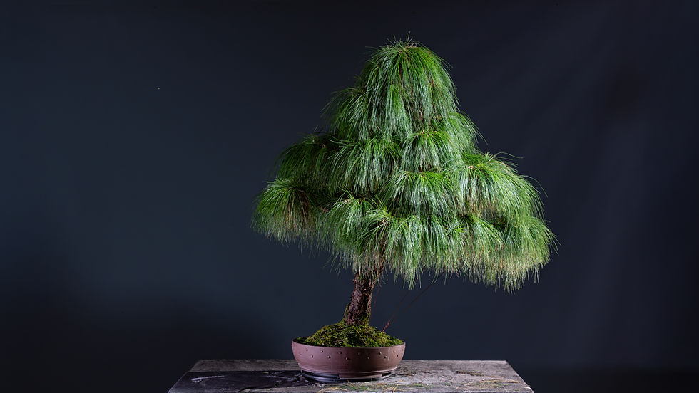 Miniatura: Pino Patula (Pinus Patula)