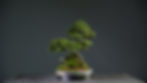 Miniatura: Olmo Chino (Ulmus Parvifolia) 2