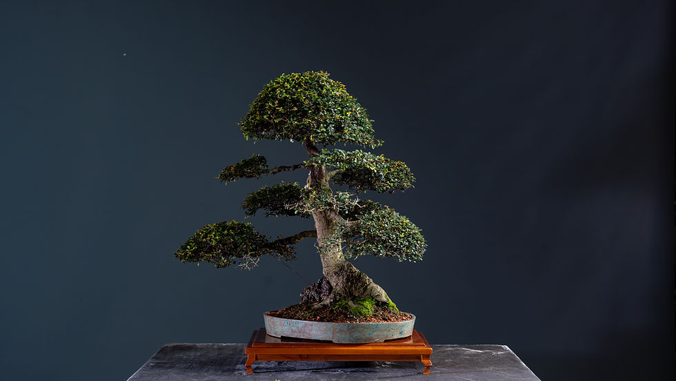 Miniatura: Olmo Chino ( Ulmus Parviflora) 1