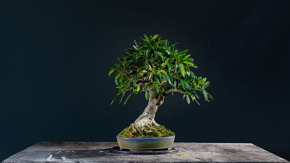 Miniatura: Ficus Aurea