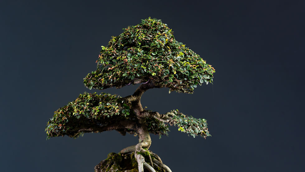 Miniatura: Olmo Chino (Ulmus Parvifolia) 2