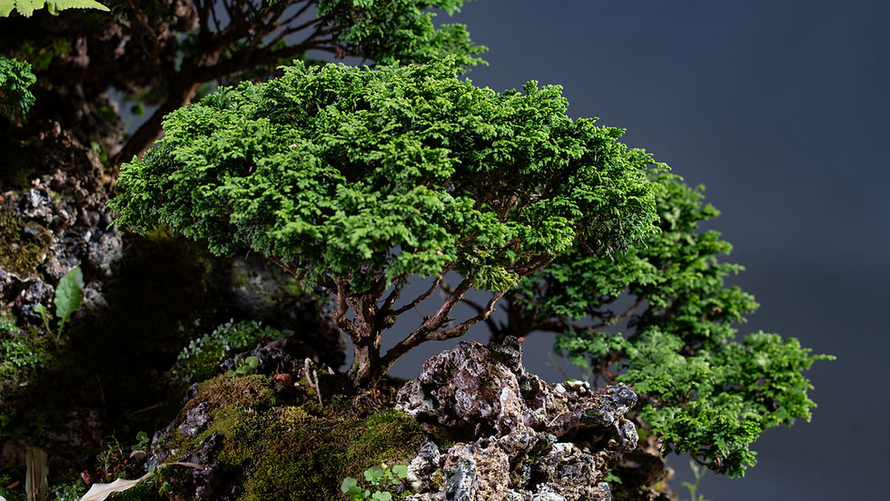 Miniatura: Penjing Ciprés Hinoki