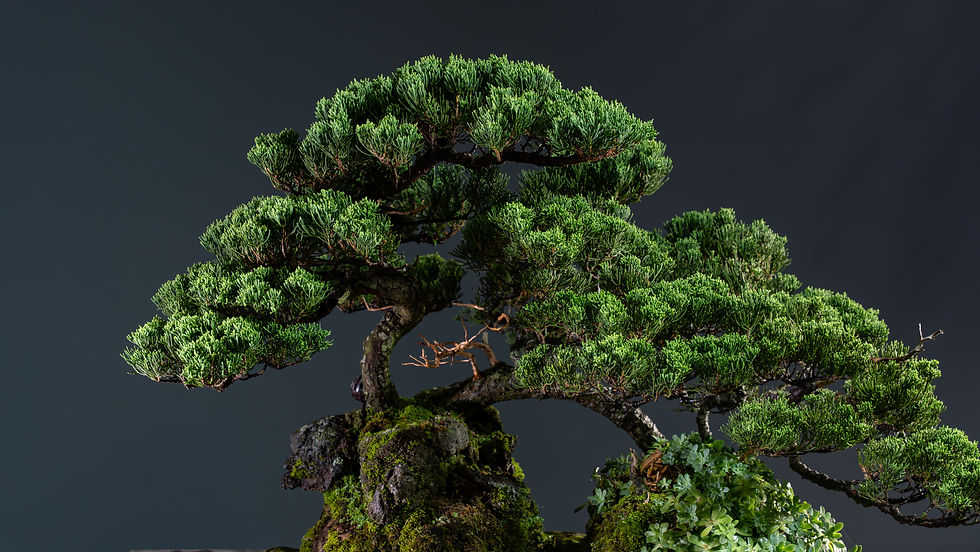 Thumbnail: Juniperus Squamata 2