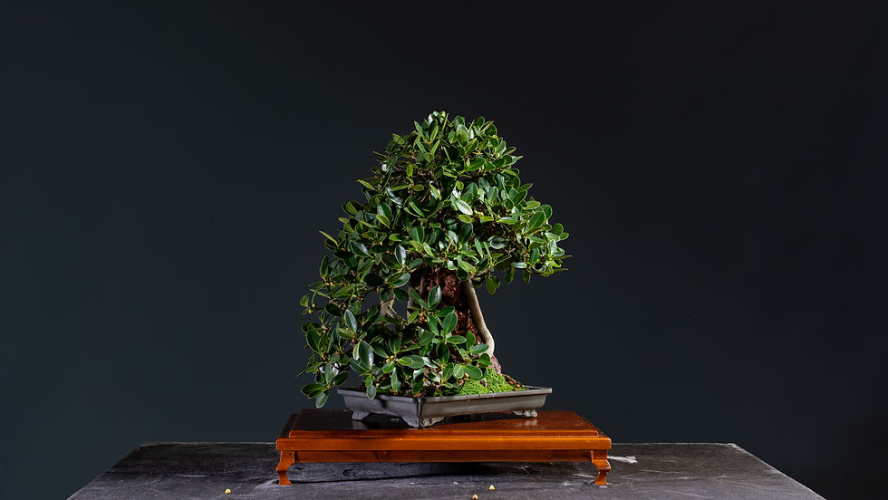 Thumbnail: Ficus Green Emerald 1