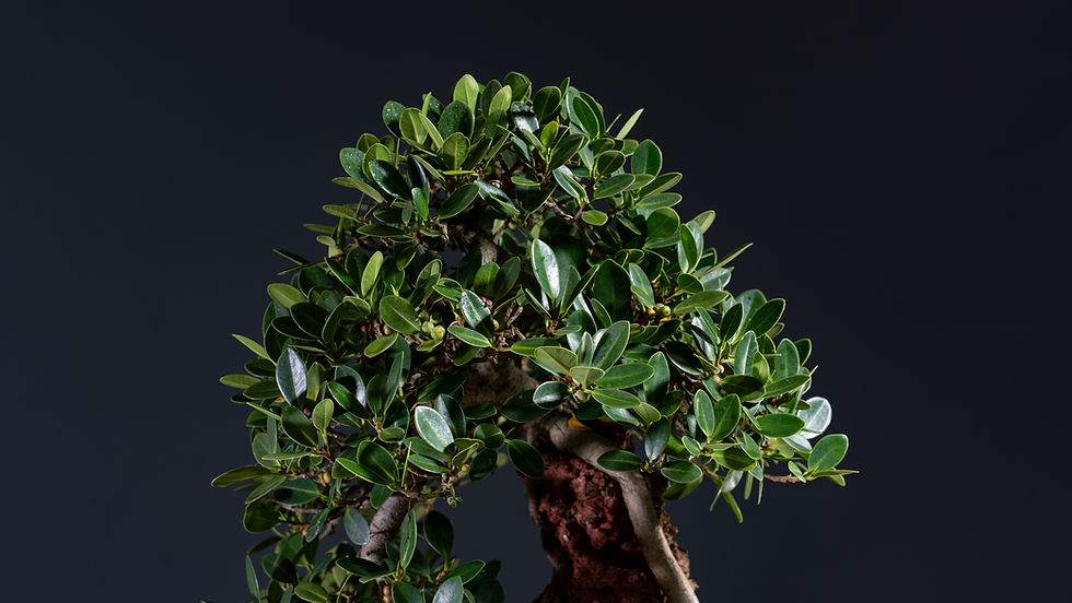 Thumbnail: Ficus Green Emerald 1