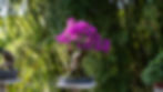 Bonsai Bugambilia (Veranera) Fucsia Avanzada Edad