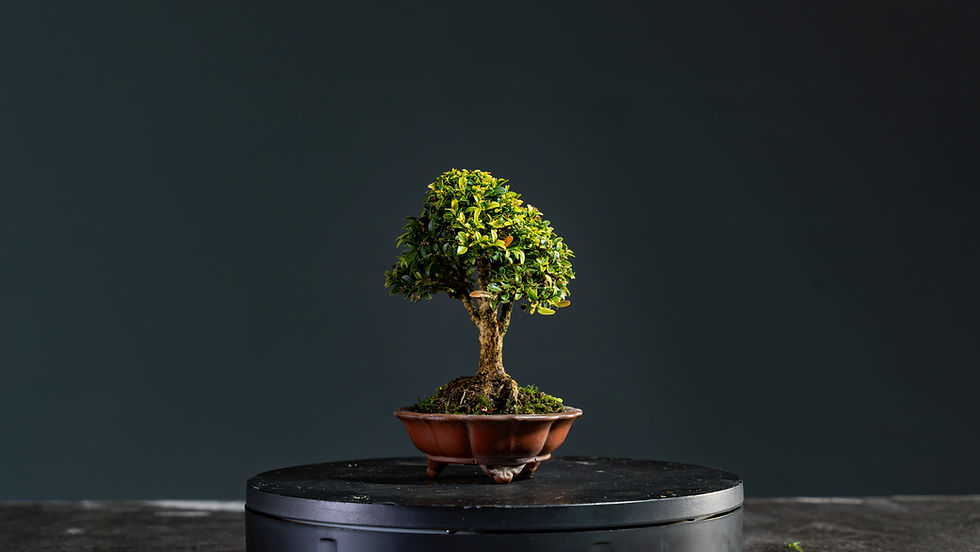 Thumbnail: Buxus Kingsville Microphylla