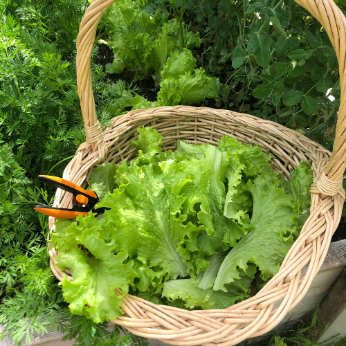 11 Easy Vegetables to Grow in Canada