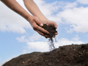 What is the Best Soil for a Raised Vegetable Garden?