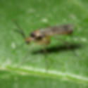A photo of what a fungus gnat looks like.  The fungus gnat looks similar to a fruit fly and can live in the soil of houseplants.