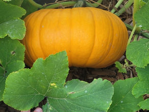 How to Plant and Grow Pumpkins
