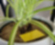 Using sand and yellow sticky paper to control fungus gnats in my house plants.
