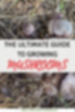 A guide to growing a blue oyster and wine cap mushroom garden in zone 3 Calgary, Alberta, Canada.