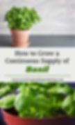 Basil growing in a pot started by seed indoors by someone gardening in Calgary Alberta.