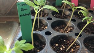 The Best Ways to Fix Leggy Seedlings - How to Prevent Leggy Seedlings