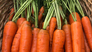 The Secret to Growing Better Carrots
