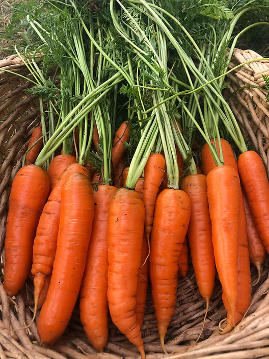 The Best tips For Growing Carrots In Zone 3