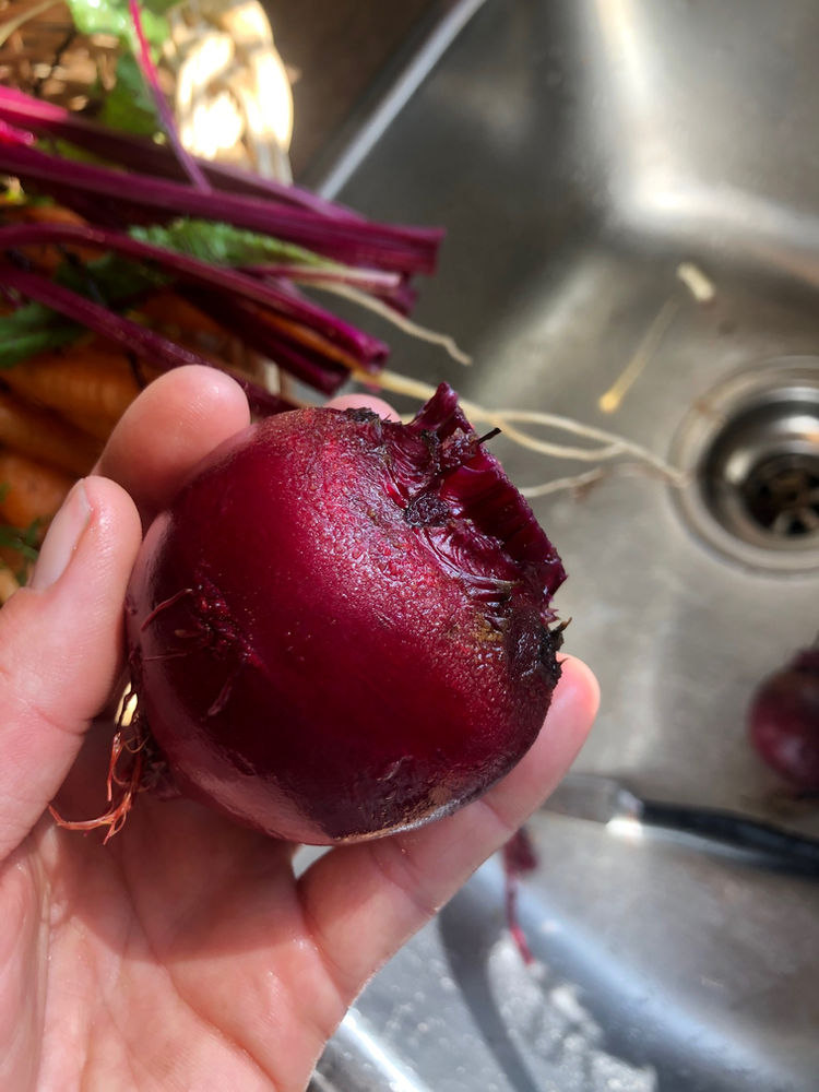 9 Tips for Growing Beets