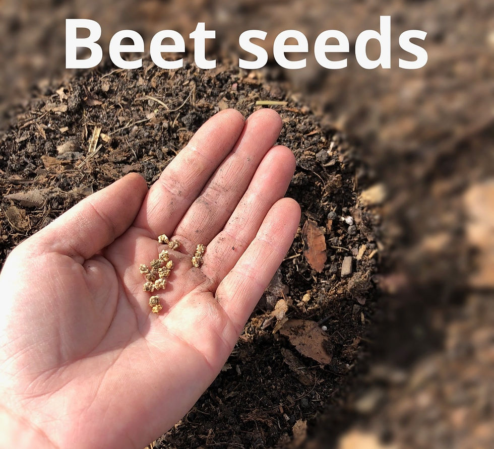 9 Tips for Growing Beets in From Seed Harvesting Beets