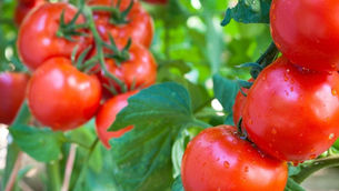 The 10 Top Tips for Growing Tomatoes