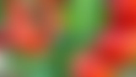 The 10 Top Tips for Growing Tomatoes