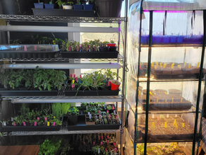 My Favourite Products for Growing Indoors
