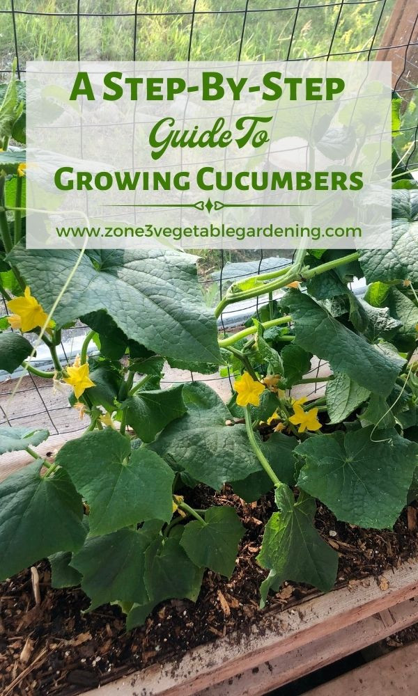 How to Grow Cucumbers in Alberta Growing Cucumbers from Seed