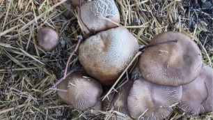 The Ultimate Guide to Growing Mushrooms in Canada