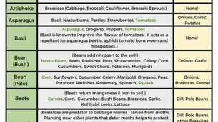 Free Printable Companion Planting Chart
