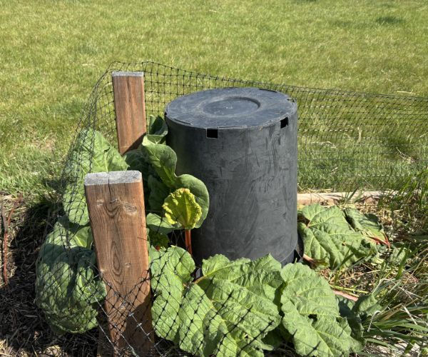 Rhubarb being forced with a black pot covering a rhubarb plant in a zone 3 garden. Background of lush green lawn.