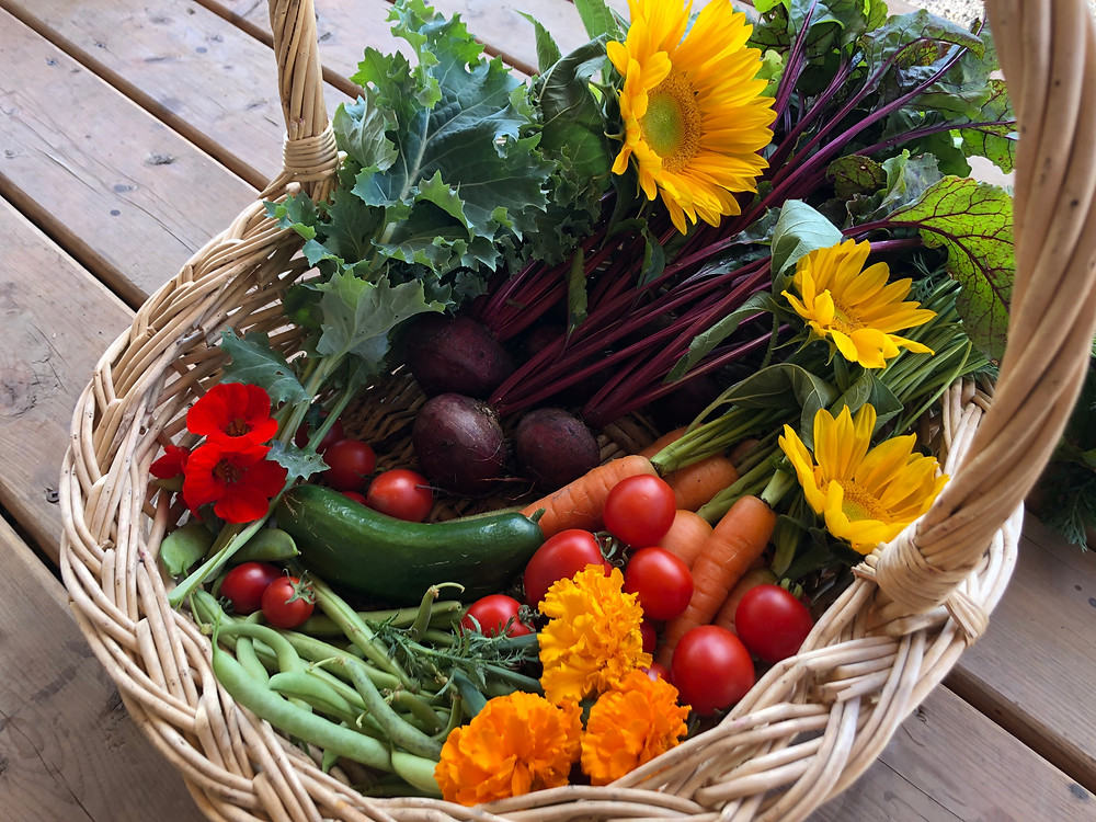 6 Things to Consider When Planning a Vegetable Garden From Scratch