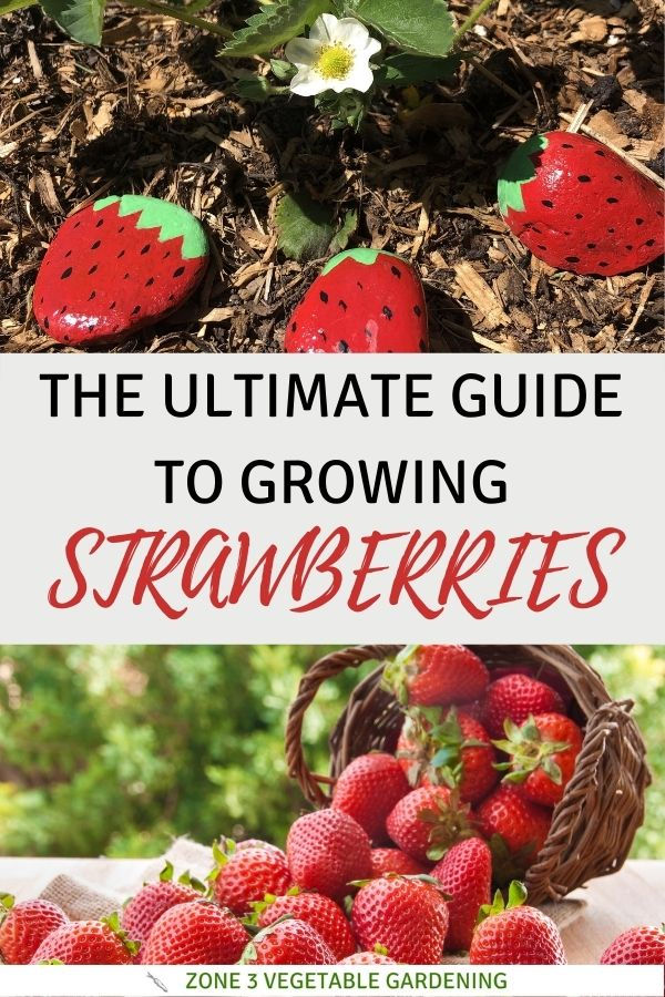 Tips on growing strawberries in Alberta by someone gardening in Calgary in zone 3.