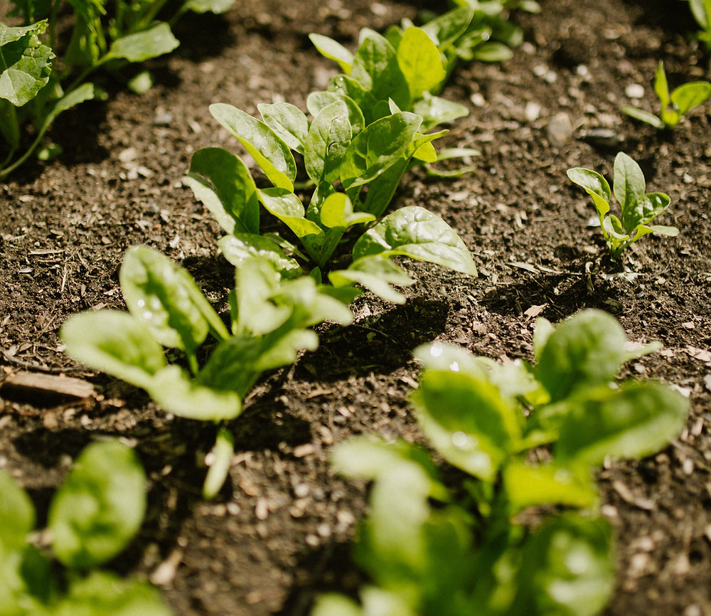 How to Grow Spinach from Seed in Your Garden