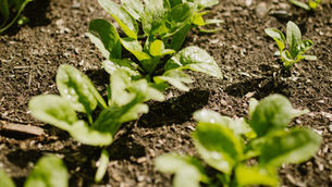 How to Successfully Grow Spinach from Seed