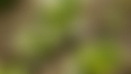 How to Successfully Grow Spinach from Seed