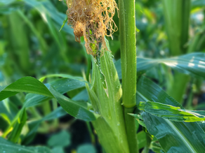 How To Grow Corn At Home