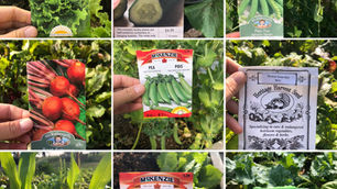 Best Places to Buy Garden Seeds in Canada