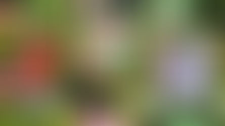 Best Places to Buy Garden Seeds in Canada