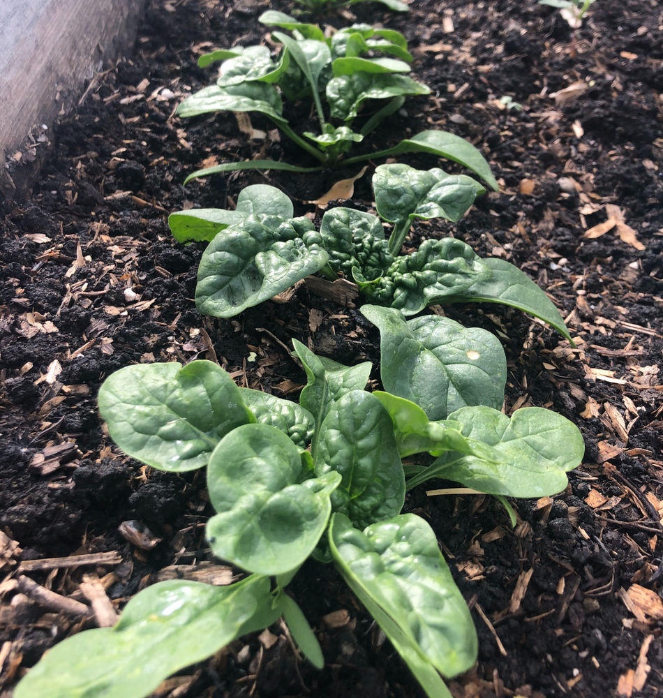 Tips for Growing Spinach