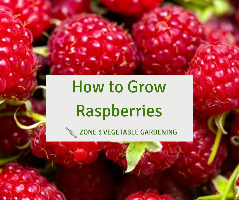 Tips for Growing Raspberries Zone 3 Alberta