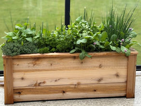 A patio herb garden planter box growing basil, thyme, cilantro, chives and other herbs.