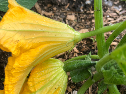 Male cucumber blossom and a female cucumber blossom from cucumbers grown in a greenhouse in a zone 3 vegetable garden near Calgary Alberta