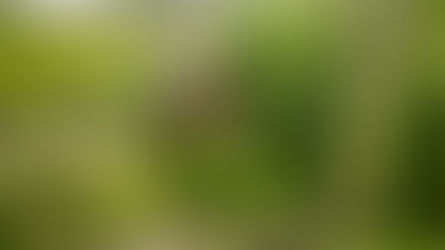 6 Things to Consider When Planning a Vegetable Garden From Scratch