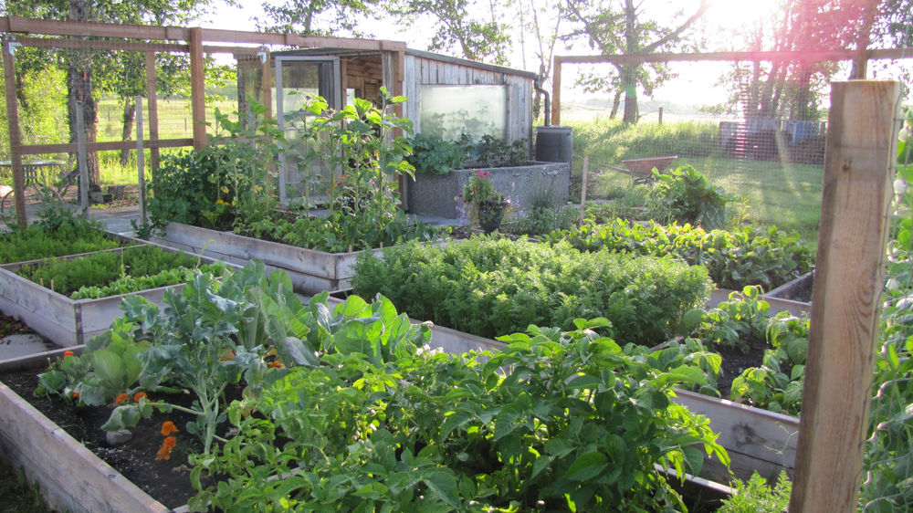 Vegetables That Can be Planted in Late Spring