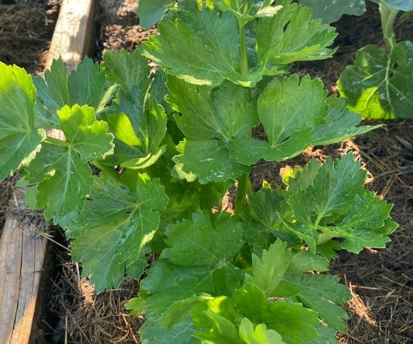 How to Grow Celery in Zone 3 When to Plant Celery Seeds