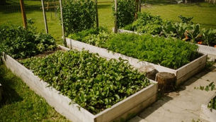 11 Easy Vegetables to Grow in Canada