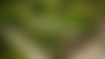 11 Easy Vegetables to Grow in Canada