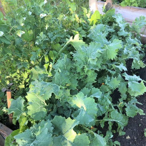 11 Easy Vegetables to Grow in Canada