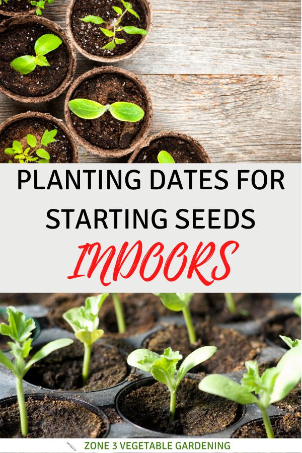 Planting dates for starting seeds indoors in Alberta showing seedlings growing in peat pots.